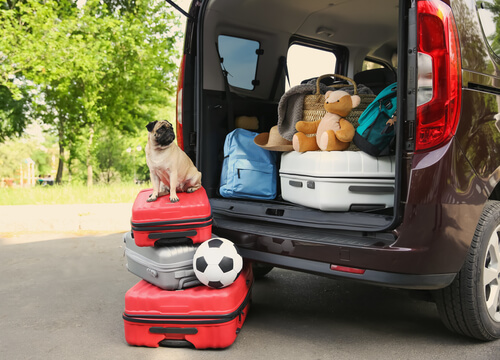 viajar com cachorro de carro