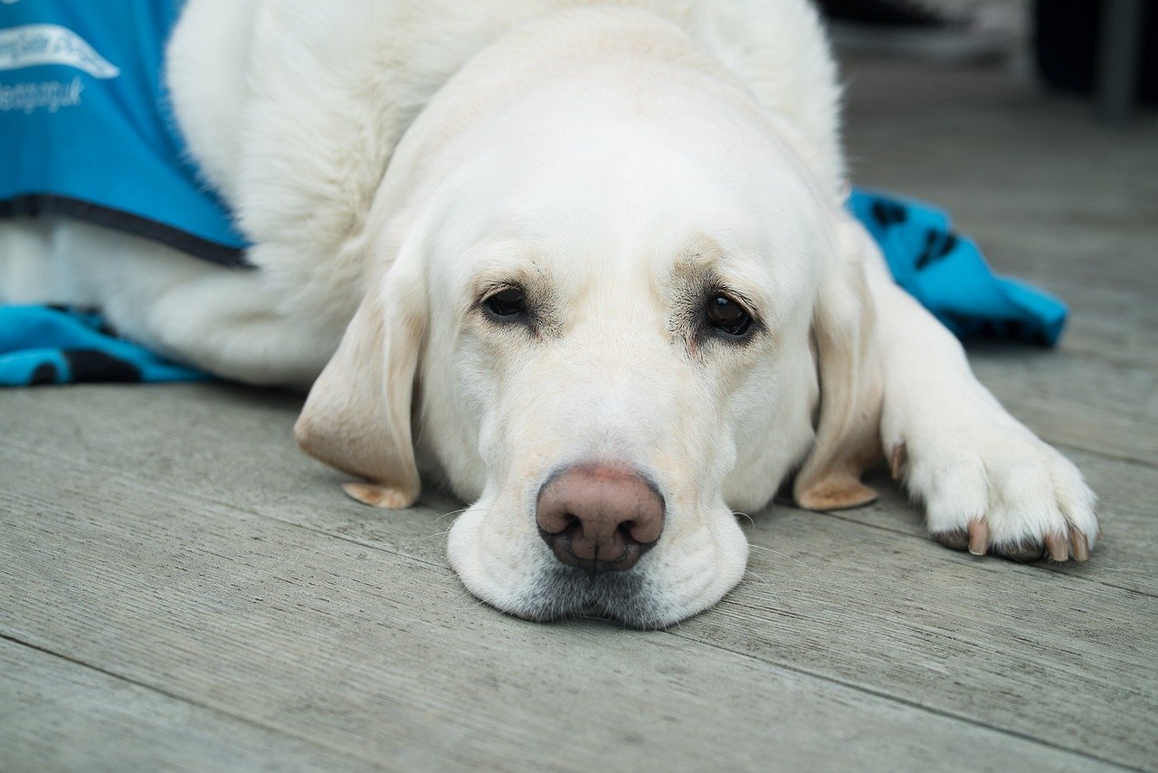 cachorro com doença renal crônica em cães