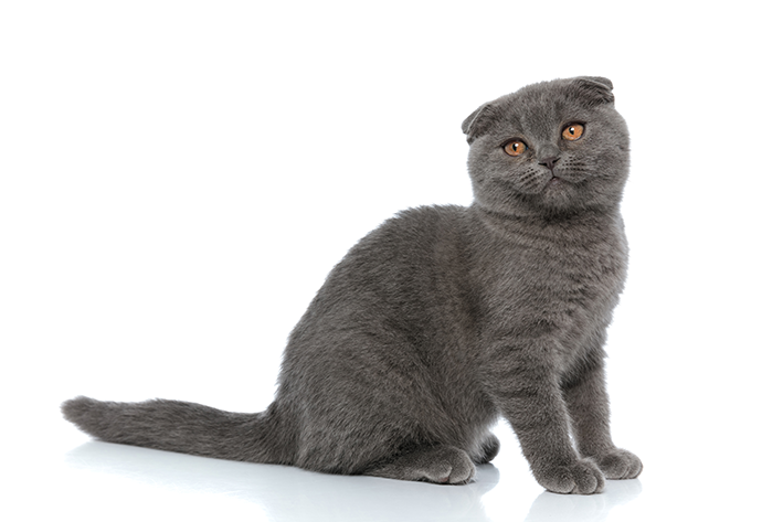 Nomes para gatos cinzas