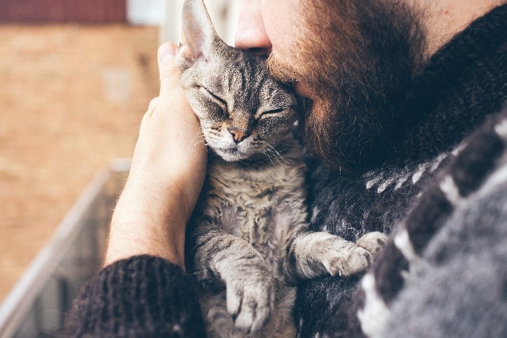 gato-ronronando-blog-cobasi