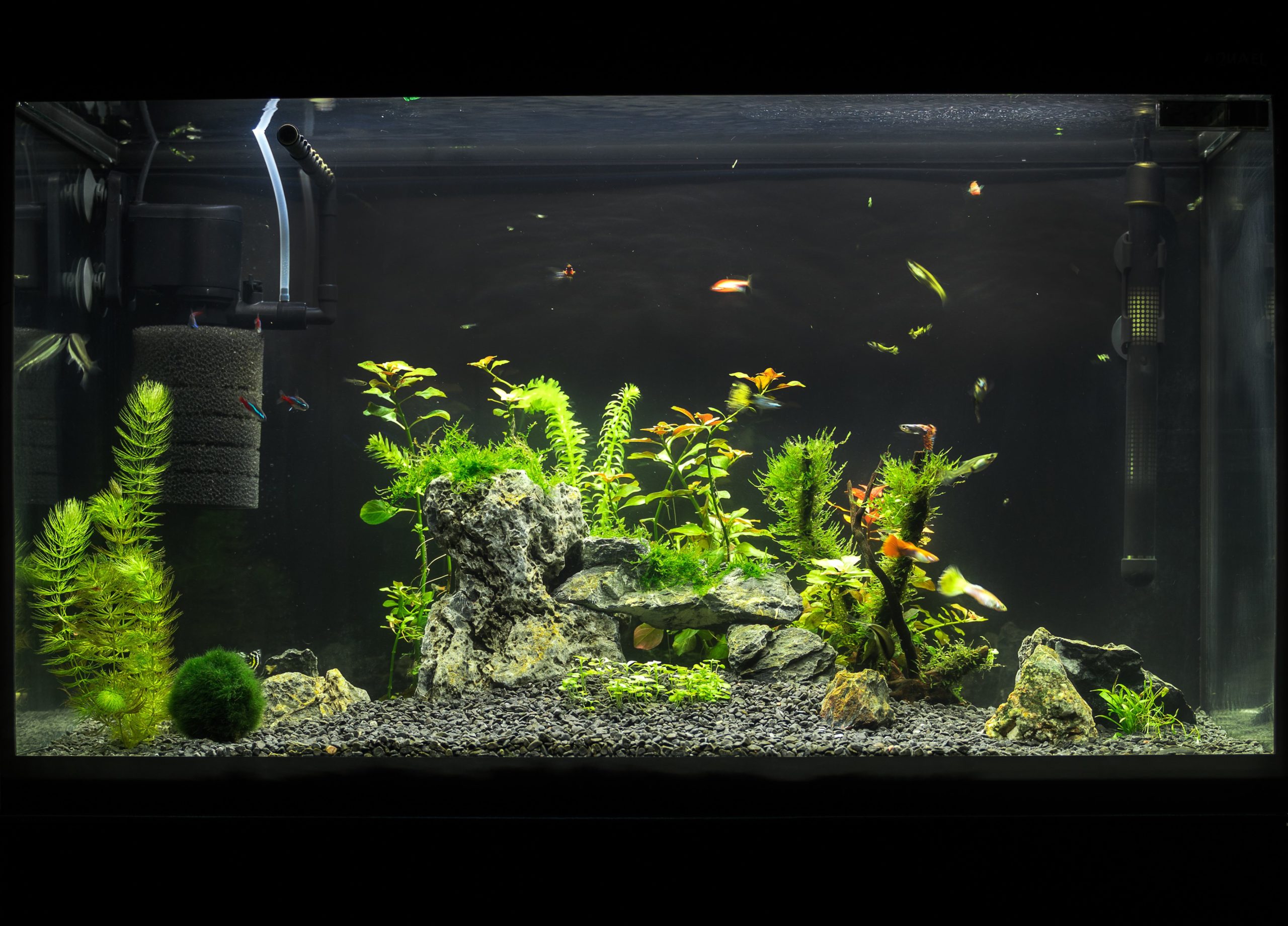 filtro-para-aquario-blog-cobasi