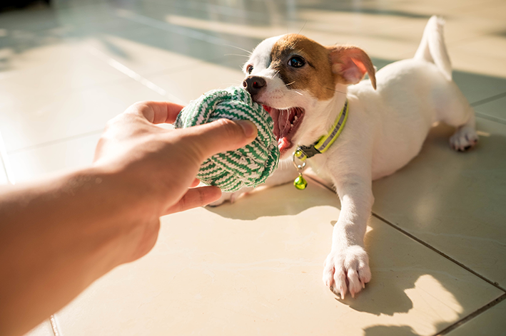 Brinquedos para pets: saúde e diversão