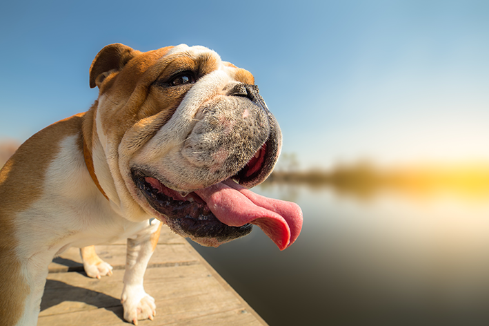 cachorro com calor