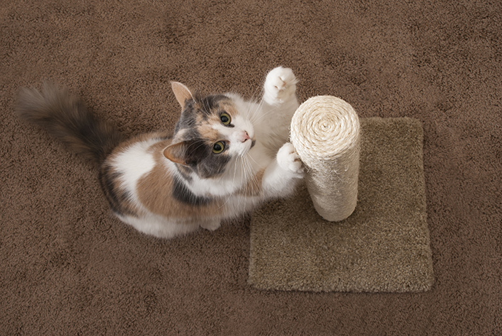 gato usa arranhador com catnip