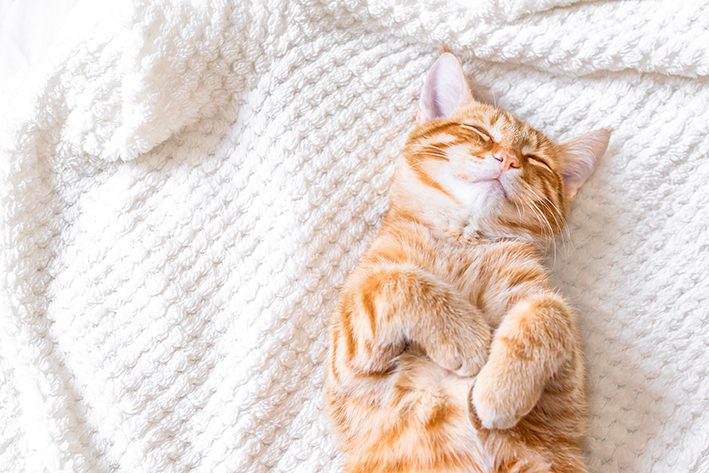 gato laranja dormindo