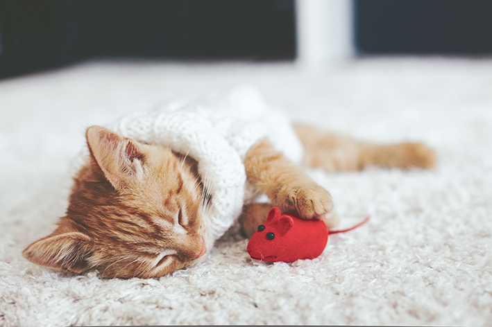 felino laranja deitado com ratinho de brinquedos para gatos vermelho