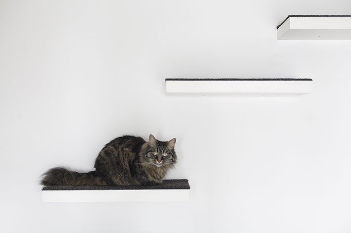 Gato descansa em prateleiras