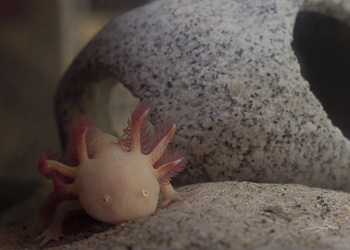 Axolote