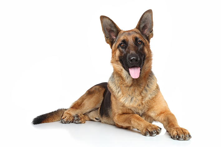 Pastor alemão é um ótimo cão de guarda