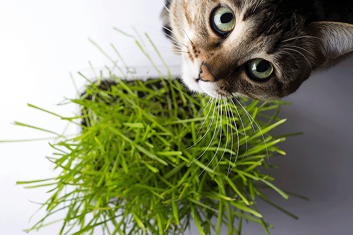 Gato com erva catnip