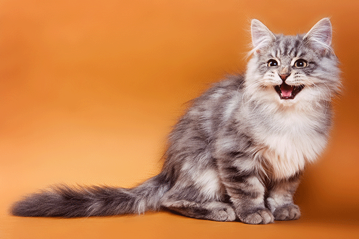 gato miando em um fundo laranja