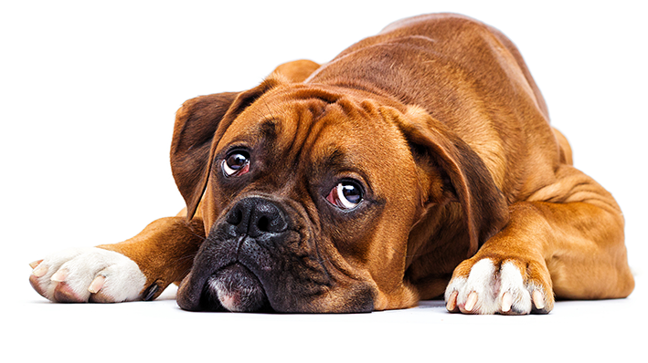 boxer deitado