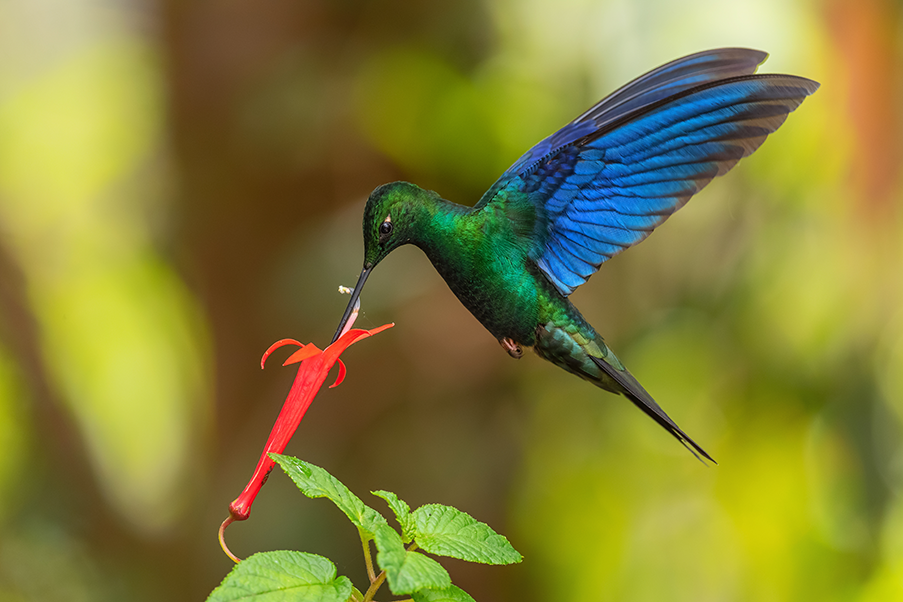 beija-flor azul em flor vermelha