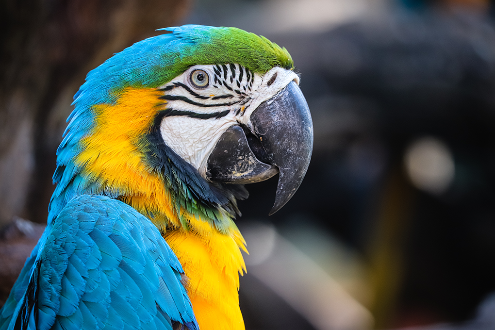 aves