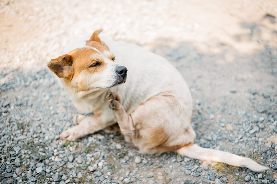 Butox para cachorro se coçando