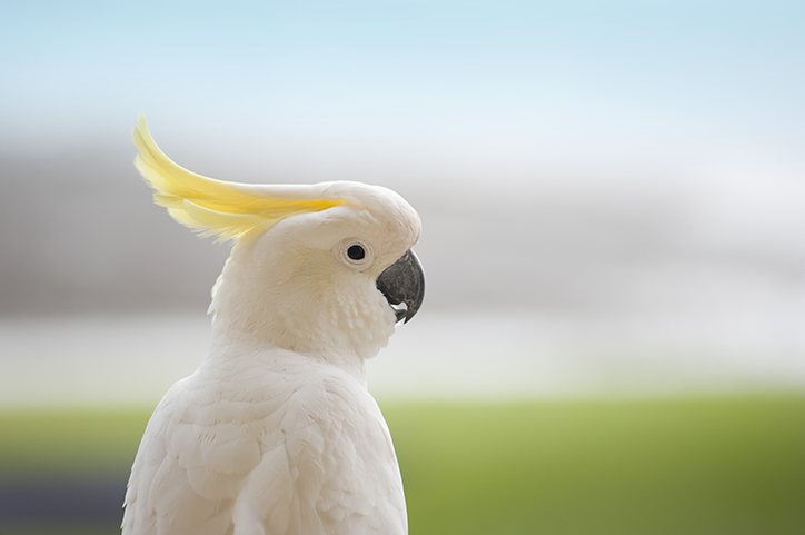 Cacatua virada de perfil com penacho amarelo