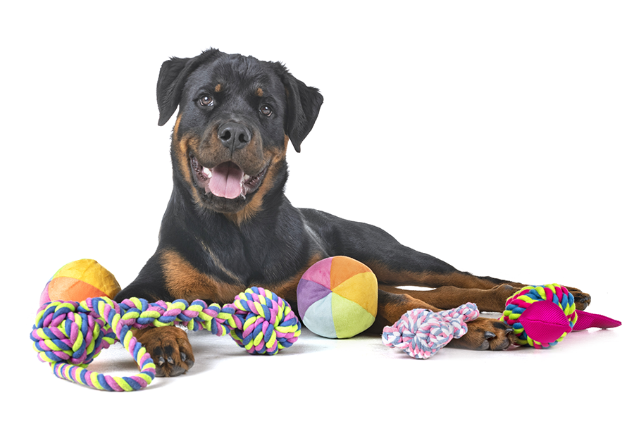 Cachorro Rottweilwer com produtos Jambo