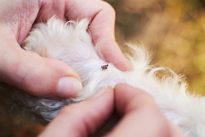 Cachorro com pulgas precisa tomar simparic