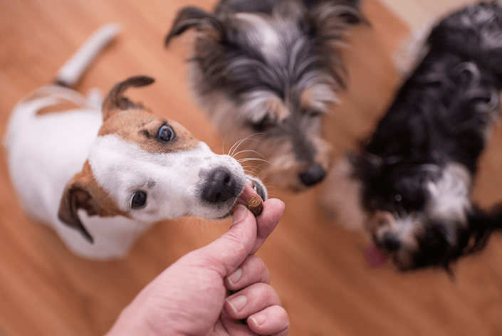Cachorro comendo biscoito