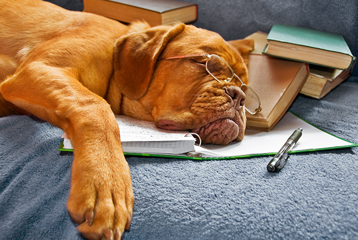 dicas de como adestrar o cachorro