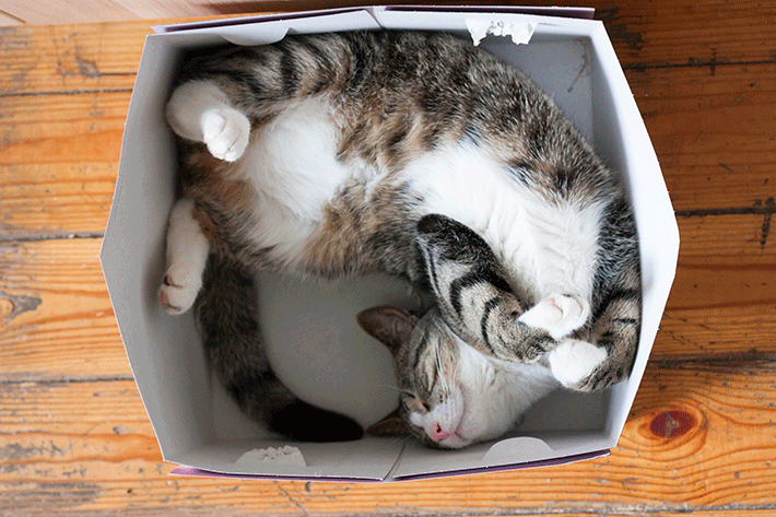Gato deitado em caixa de pet shop online