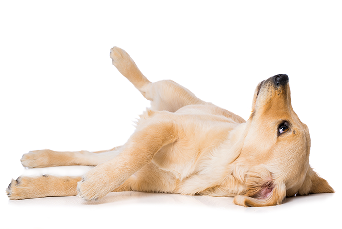 Filhote de cachorro deitado olhando para cima