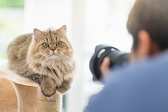 foto de gato