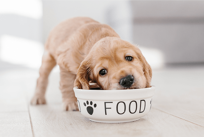 premier ração: cachorro comendo
