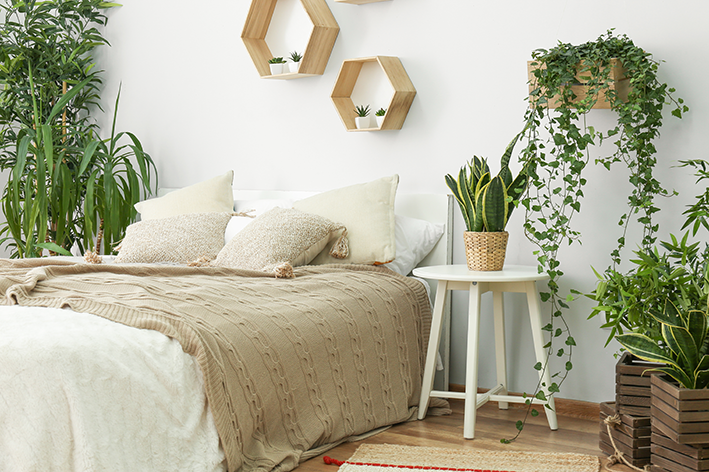 plantas em casa