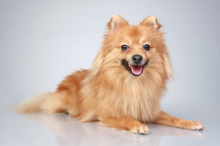 cachorro que parece raposa deitado no chão olhando para a foto