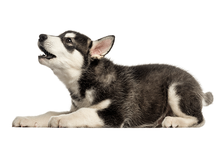 por que o cachorro uiva