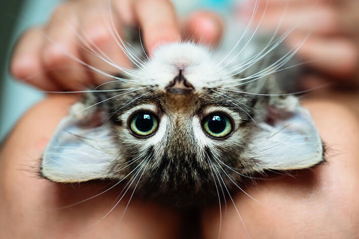 presente para quem gosta de gato