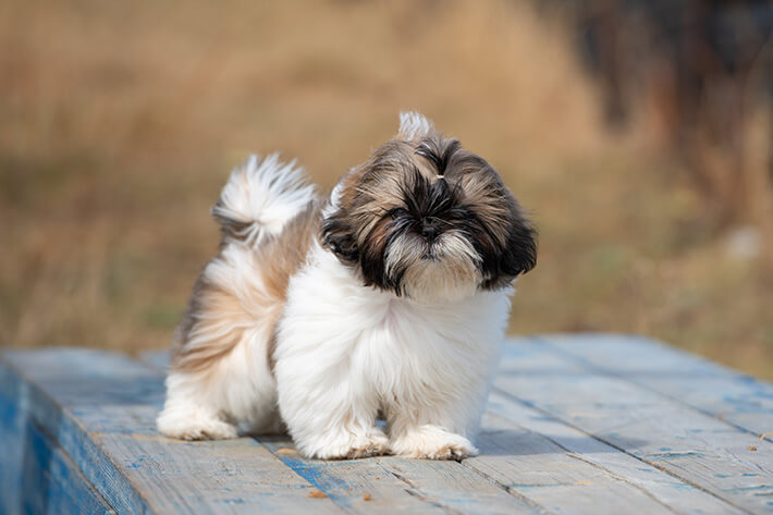 filhote de shih tzu em pé olhando para a câmera