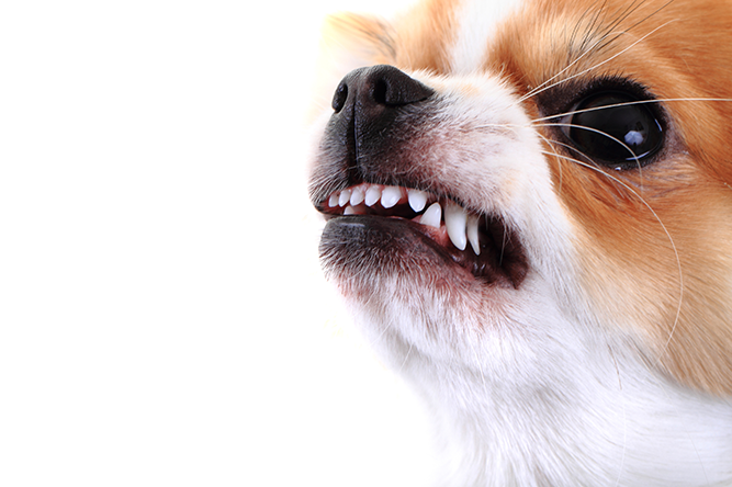 mordida-de-cachorro