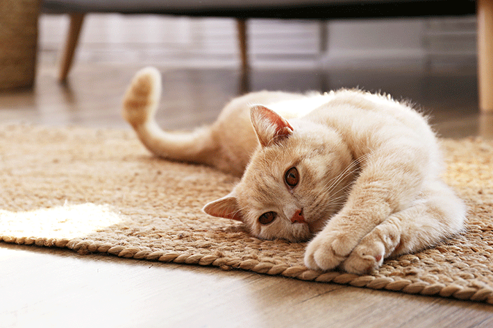 Gato branco deitado a ronronar