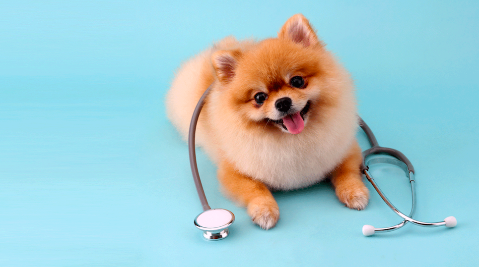 Lulu da Pomerânia com estetoscópio para texto sobre dirofilariose