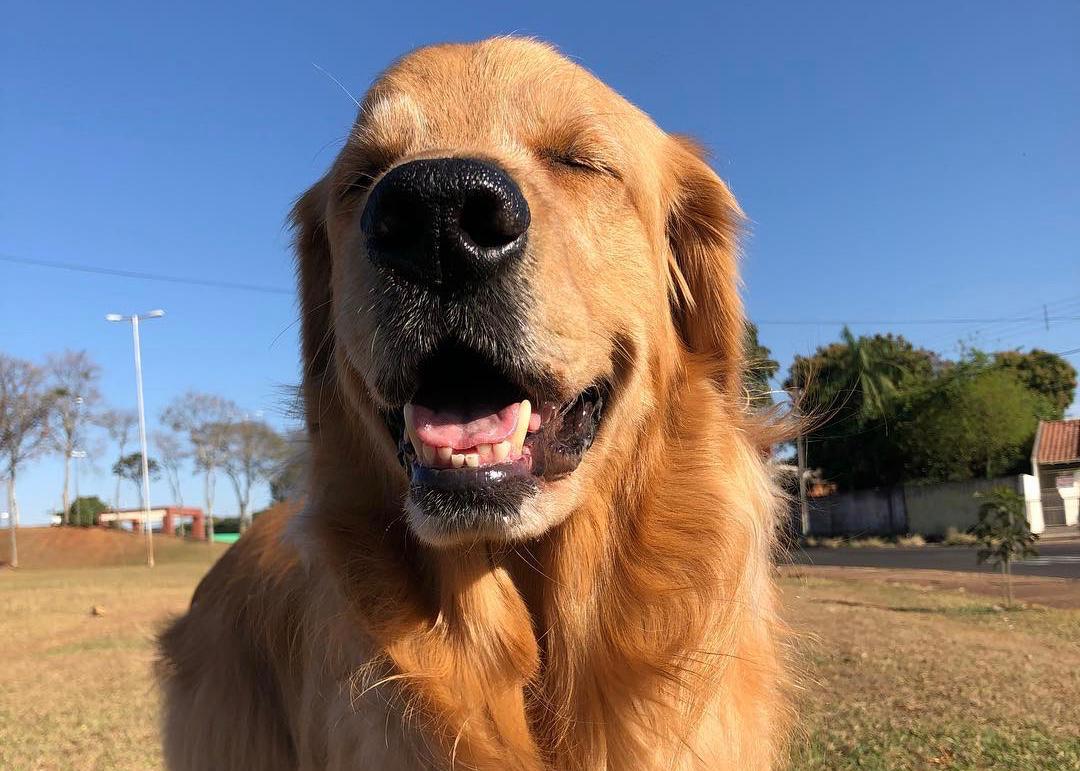 Golden Retriever feliz