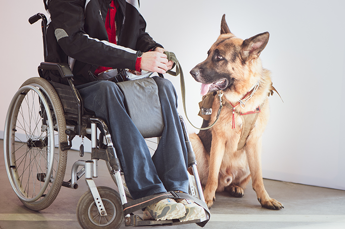 Cães de serviço