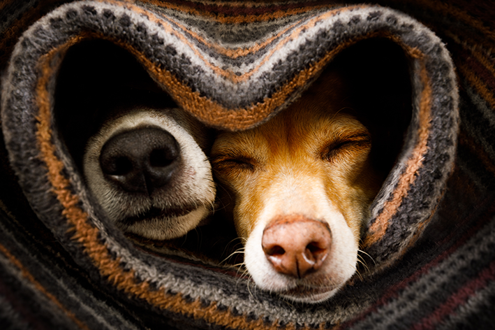 Cuidados com o cachorro durante o outono