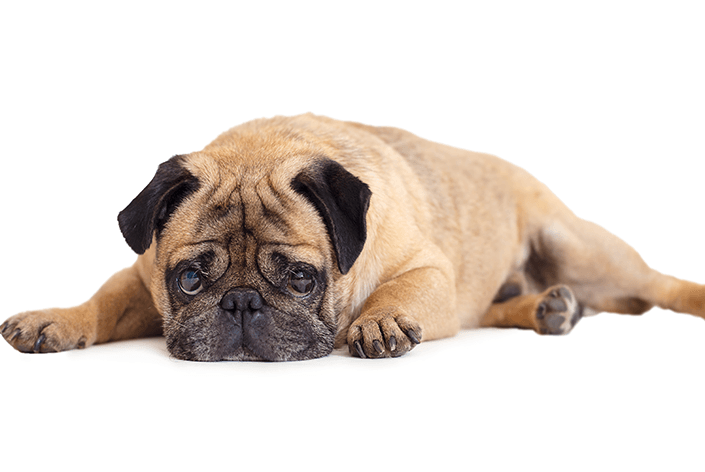 cão com dermatite canina