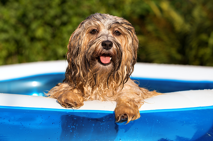 Piscina inflável: diversão para cachorro!