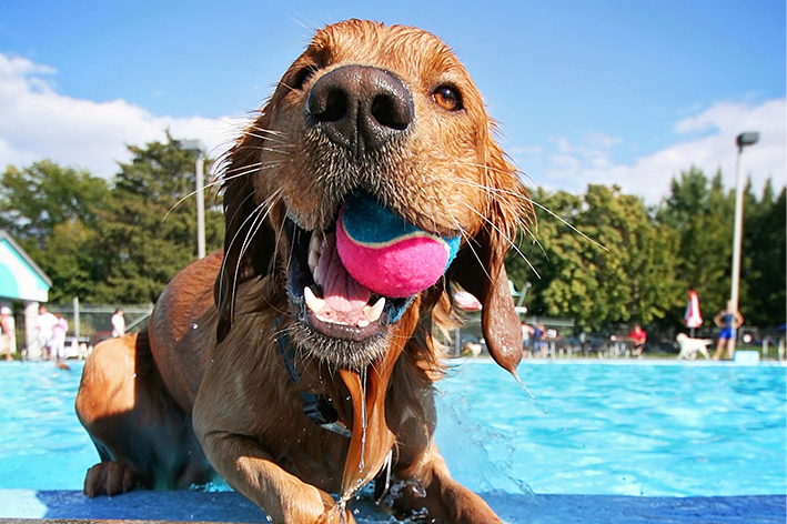 Piscina para cachorro é tudo de bom