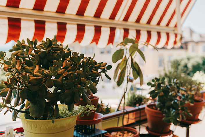 Protegendo plantas no calor