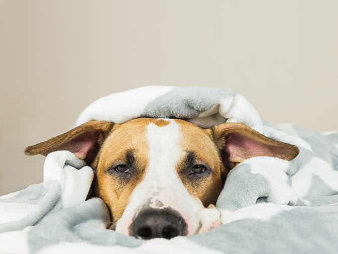 cachorro está com febre deitado