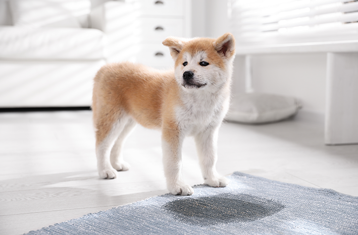 como ensinar cachorro não fazer xixi no lugar errado