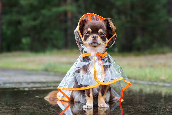 Capa de chuva para cachorro