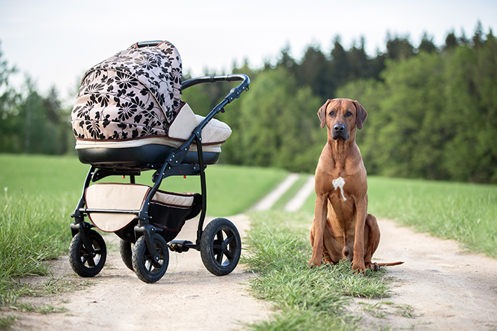 carrinho de passeio pet