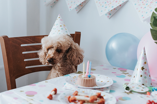 aprenda como fazer bolo para cachorro