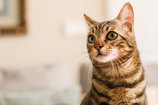 sintomas de diabetes em gato