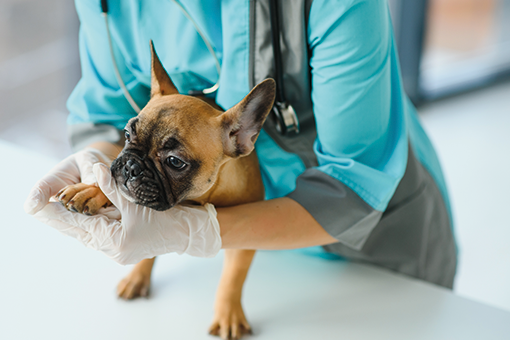 pet fazendo fisioterapia para cachorro